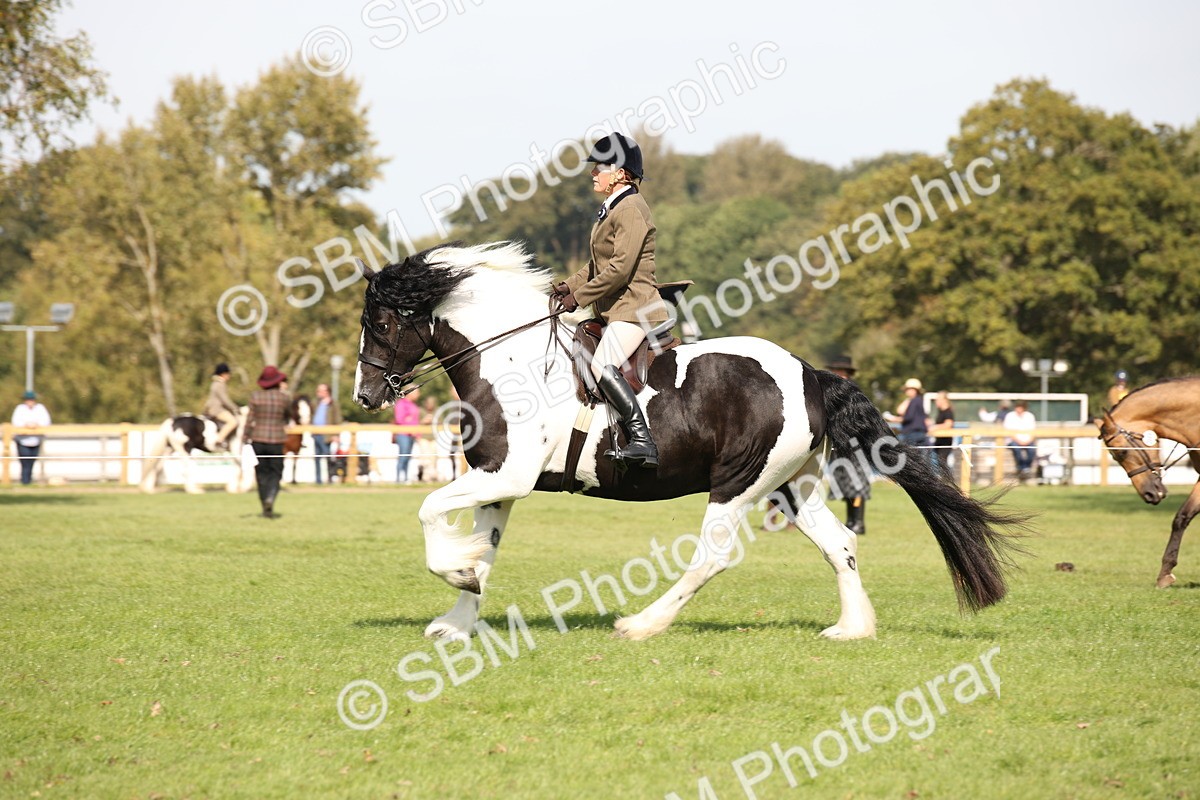 SBM_70096 - S65 - Piebald & Skewbald Horse Ridden