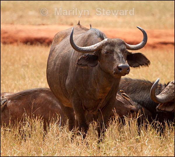 Buffalo - Kenya, Tsavo East
