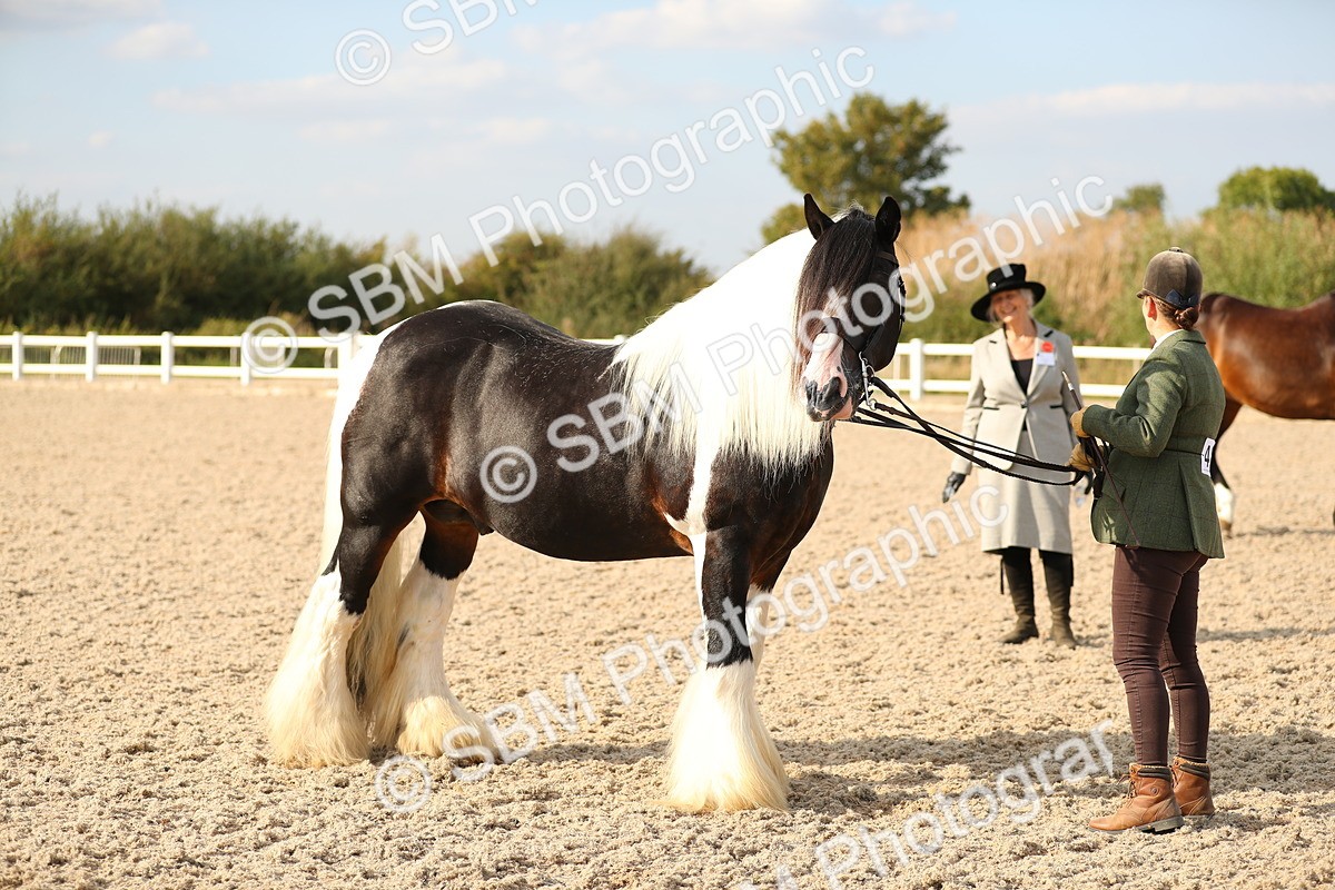 SBM_08581 - Class 28 - IH Veteran Horse