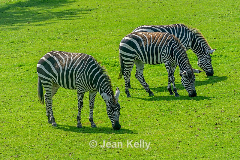 Zebras - DSC_9642 - Zebra