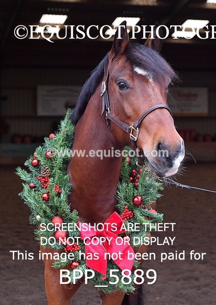 BPP_5889 - Marion West pony 3