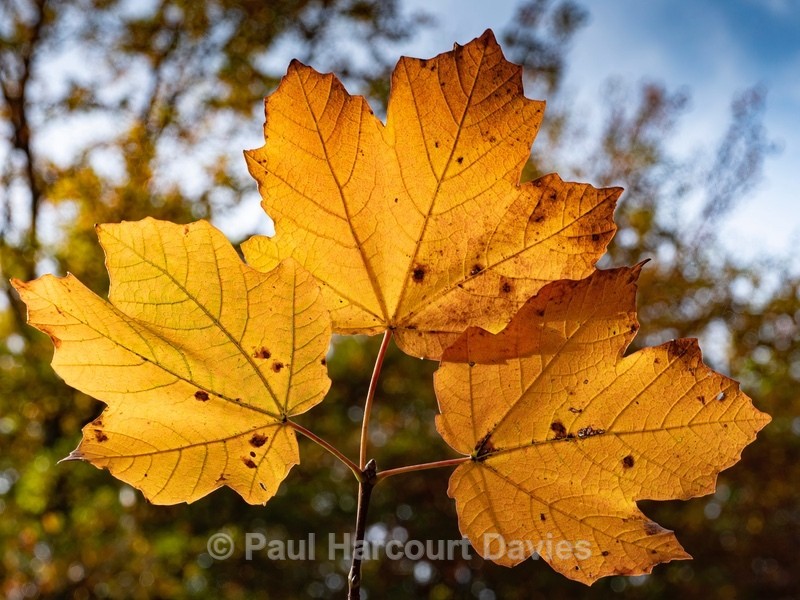 Italian Maple (Acer opalus) - Autumn Colours 2020