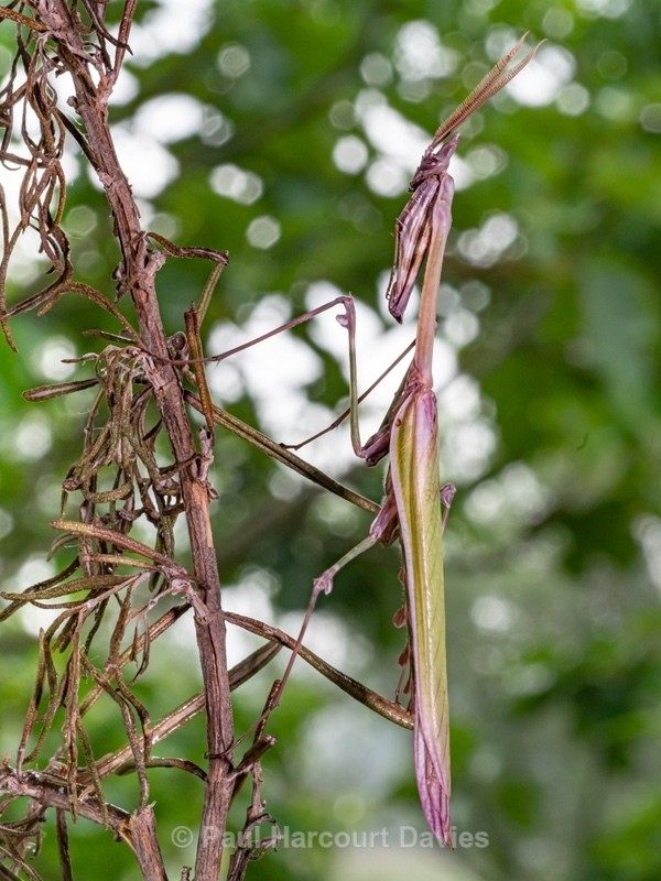 Conehead mantis (Empusa pennata) - Insects, Spiders and other Animals