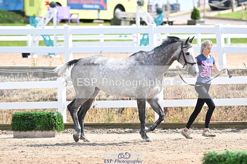 240717A-150538-02528 - Trot Up 3pm to 4pm