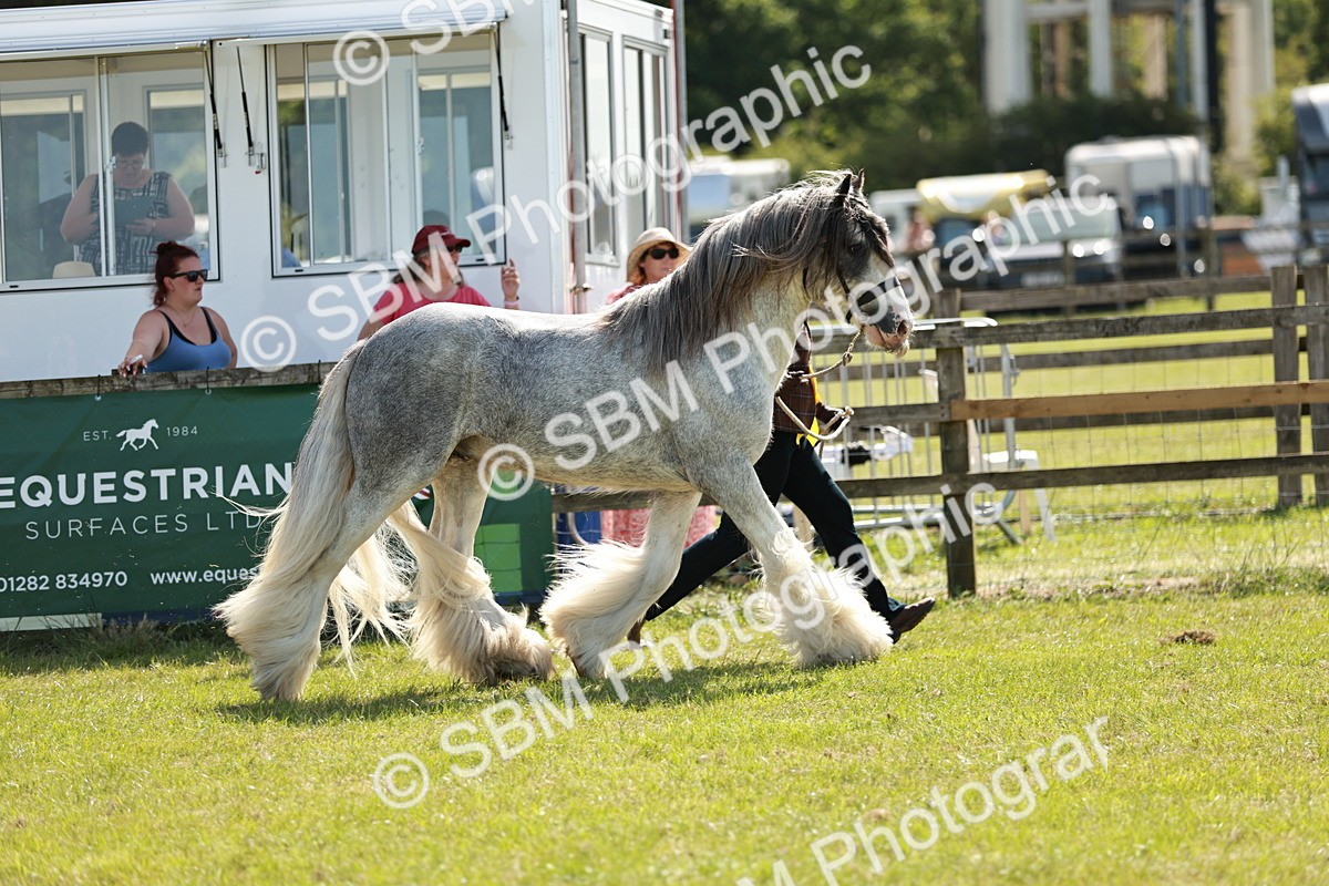 SBM_08735 - Class 63-65 - Traditional Gypsy Cobs In Hand & Ridden