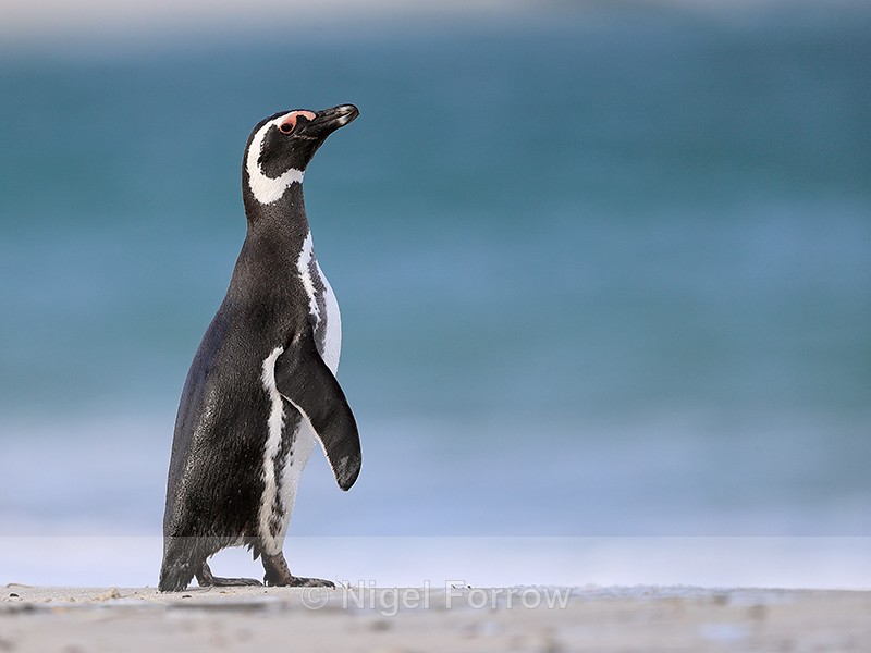 Magellanic Penguin, Leopard Beach, Carcass Island, Falklands - Magellanic Penguin
