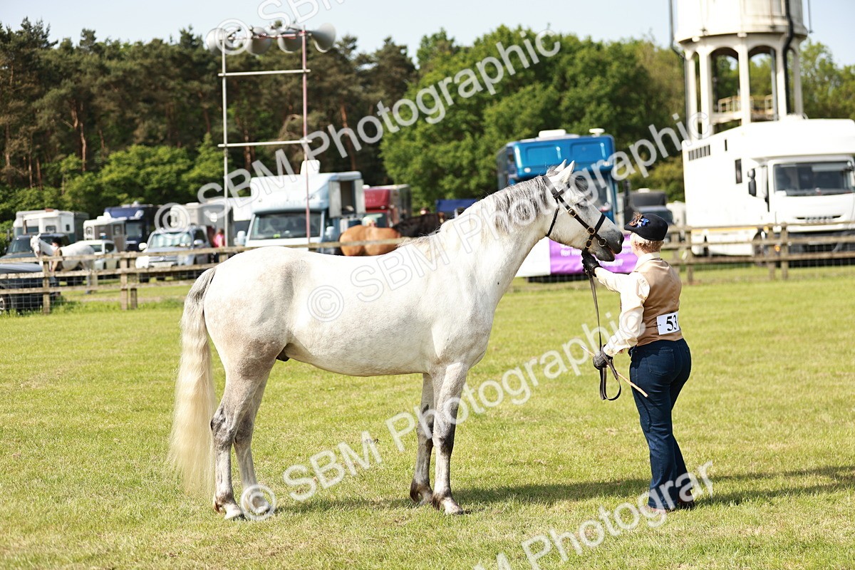 SBM_01669 - Class 14-23 - Mountain & Moorland In Hand Non Welsh