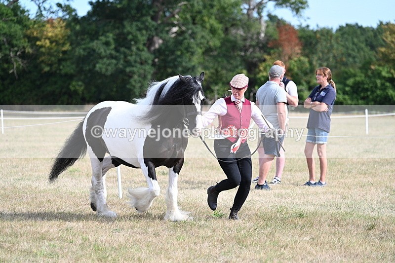 WJ7_8101 - In-hand Championship