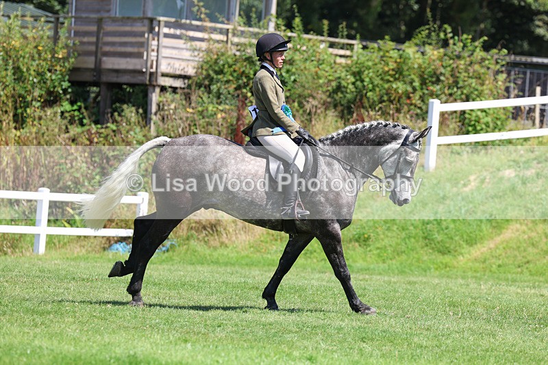 3E7A9153 - Working Hunter Championship