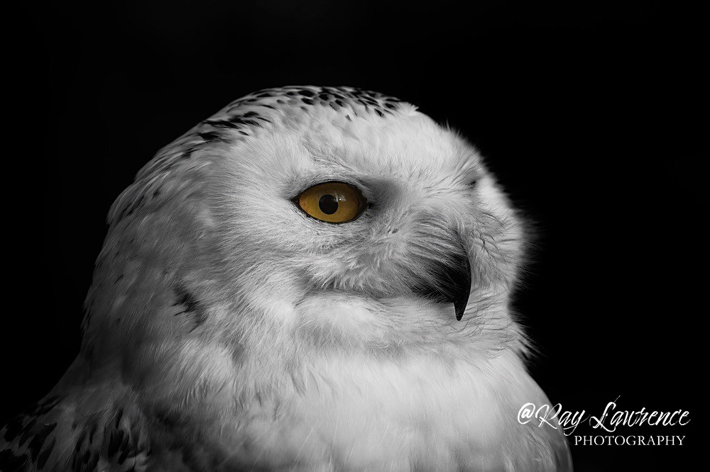 Snowy Owl -RLP_5628 - Vulnerable and Beyond