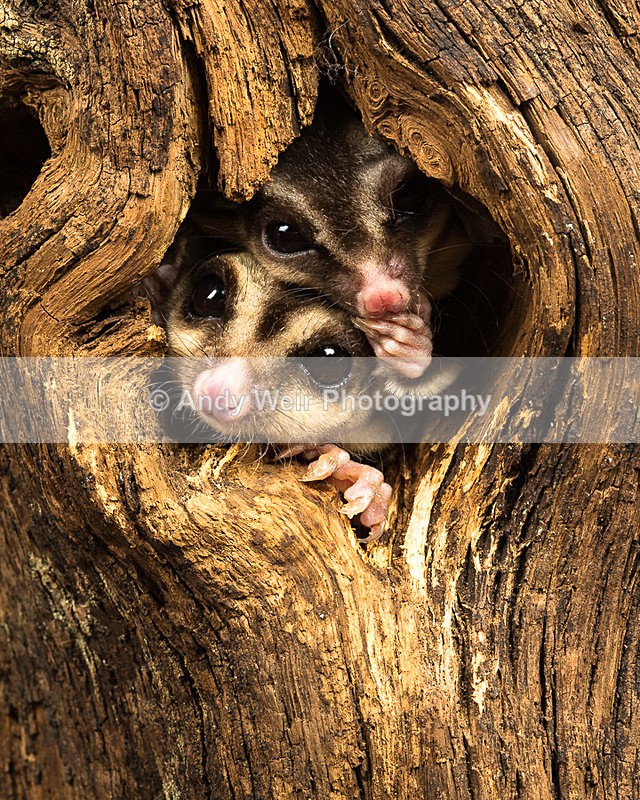 20140325-3K8A9494 - Mammals