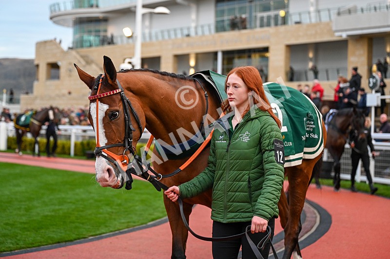 141224-Race 7-Molto Bene-0997 - Race 7