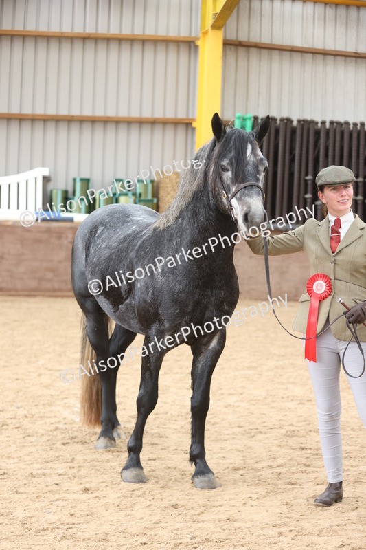 20251109-1022 - Class 27 - Stallions 4 Years and over