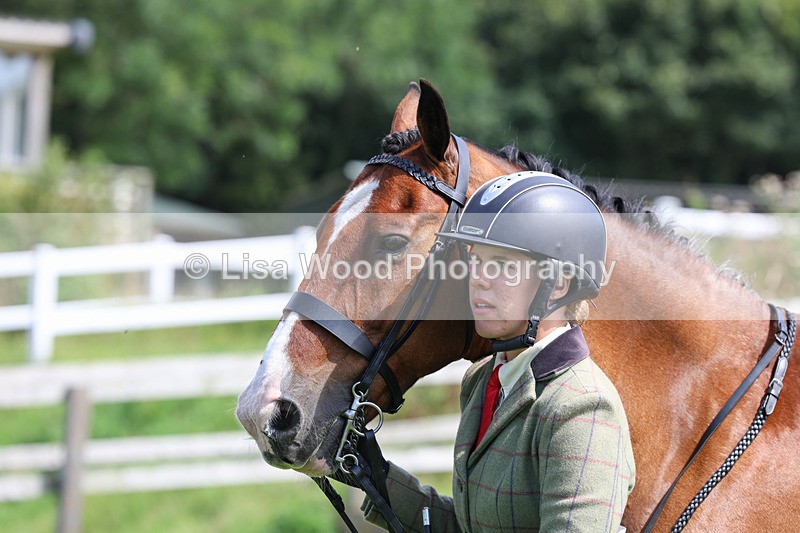 3E7A8736 - Class 5: Working Show Horse