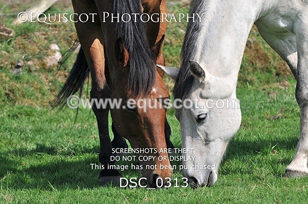 DSC_0313 - ARCHIVE REQUEST - Quincy and Guinness