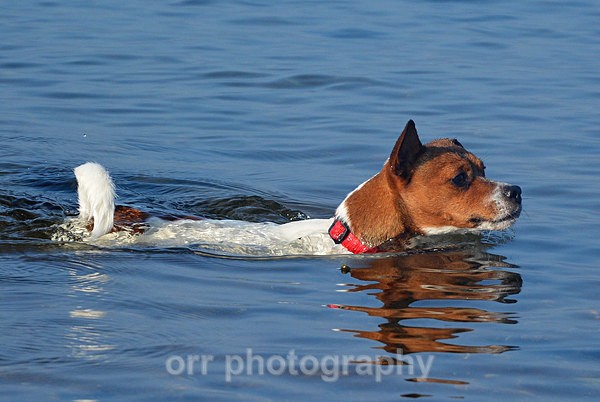 Murphy - Dogs