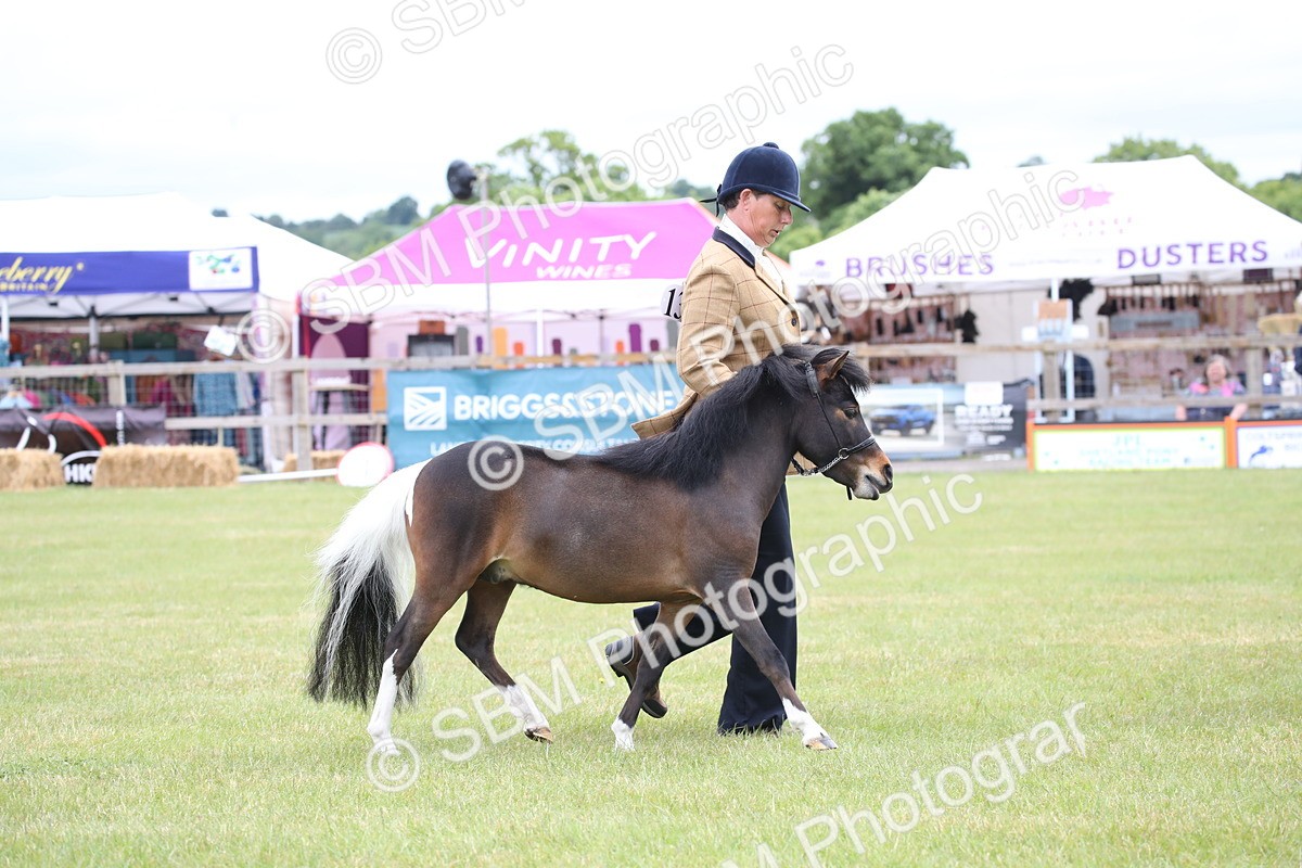 SBM_03793 - Class 23-25 - British Miniature Horse of the Year