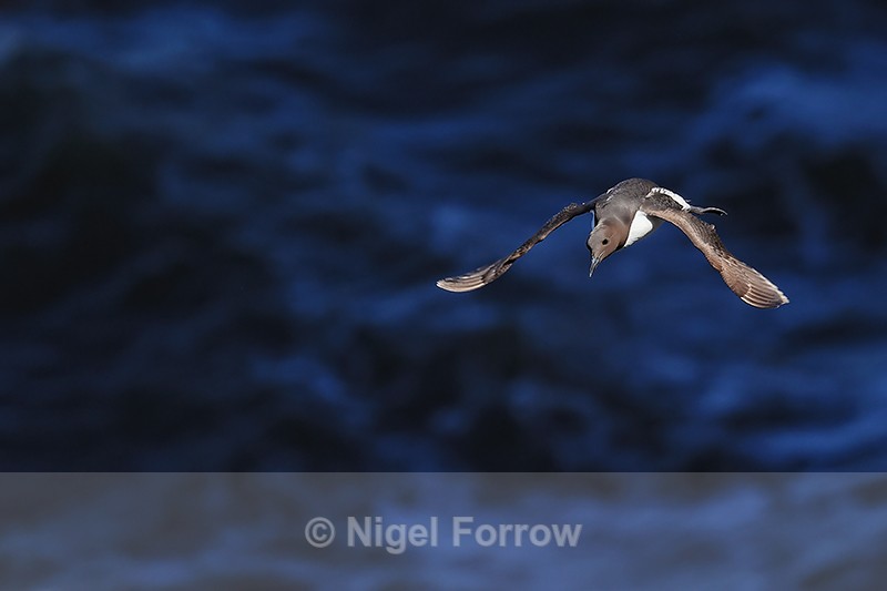Guillemot flying, dark blue sea background, Flamborough Head - Guillemot