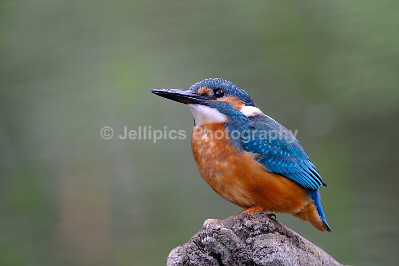  - Wildlife and Nature