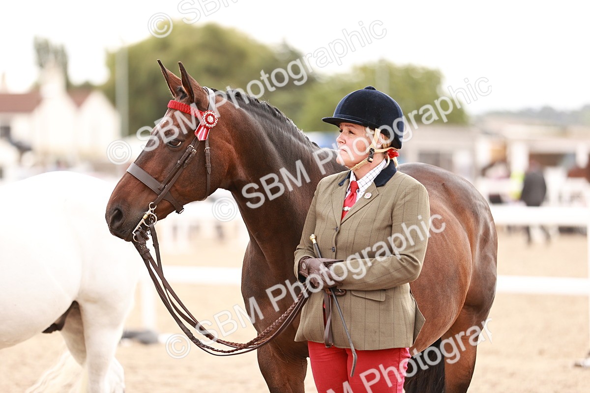 SBM_16229 - Class412 - Handsome Gelding (IH  or Ridden) Adult