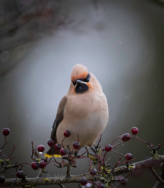 WAXWING HALKYN 2 - WAXWINGS. February 2024 [Halkyn Mountain, North Wales. UK ]