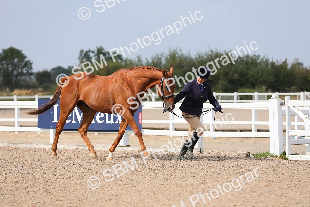 SBM_15901 - Class 313 IH Retired Racehorse