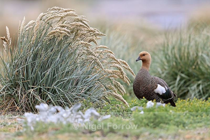 Female Upland Goose, Sea Lion Island, Falklands - Upland Goose