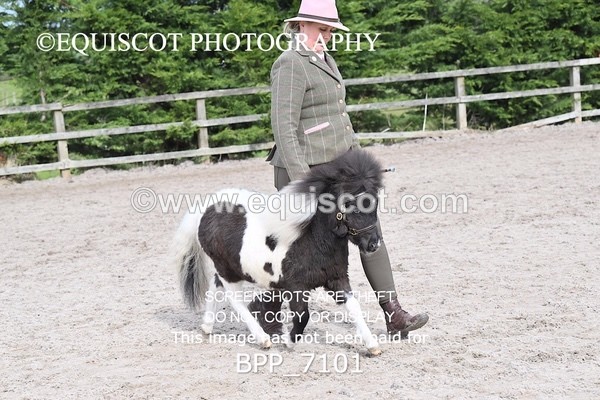 BPP_7101 - RING 1  (RIDDEN HORSES / IN HAND / VETERAN ETC)