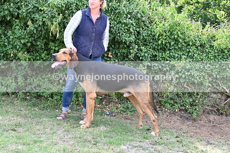 WJ6_3287 - Berks & Bucks - The Old farmhouse - Hound Exercise 20-08-25