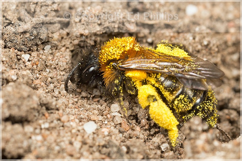Andrena bicolor (f)