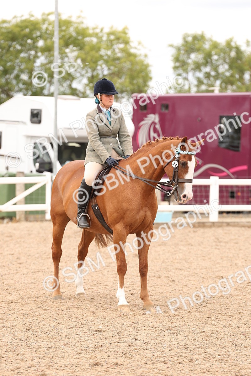 SBM_17353 - Class 214 - Ridden Hack Riding Horse