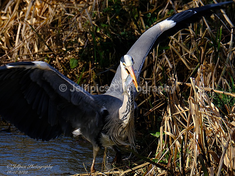  - Wildlife and Nature