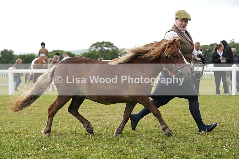 DSC04587 - Class 46: NPS Shetland Youngstock