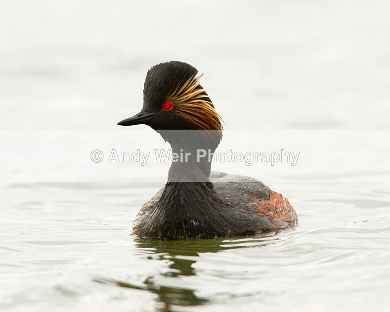20110416-IMG_3923 - Black-necked Grebe