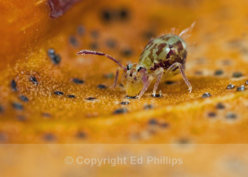 Dicyrtomina saundersi - Dicyrtomina saundersi