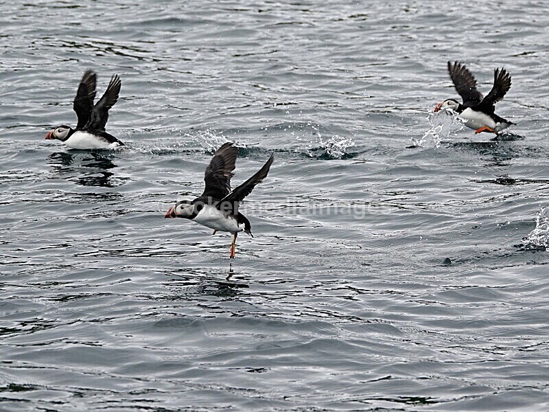 DSC00215 - Skomer 2019