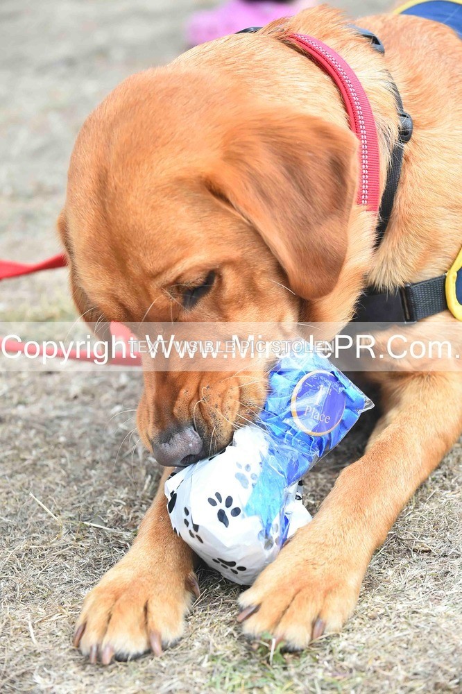 SH4_0298 - Dog show.