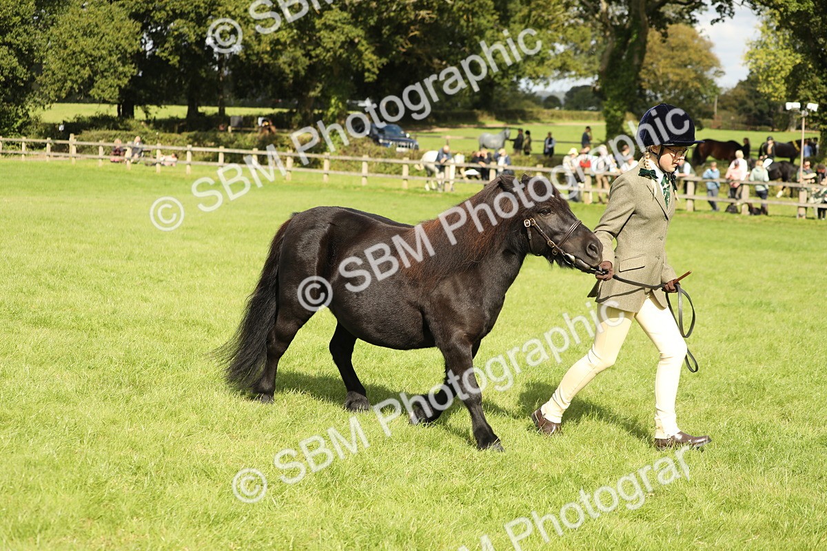 SBM_62831 - S46 - Mountain & Moorland In Hand Small Breeds