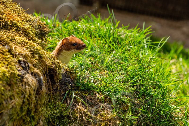 stoat Mustela erminea-1067 - UK Wildlife