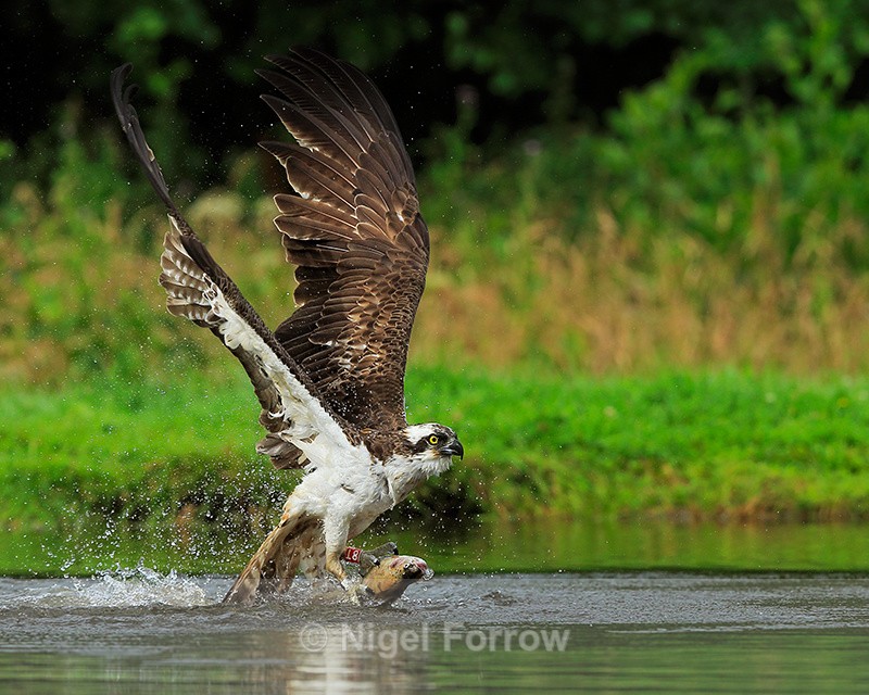 Osprey (Red 8T) takes off with fish at Rothiemurchus - Osprey