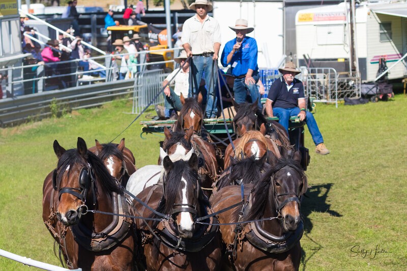 Marlie 11 Horse Draft Team 6. 0A3A9163 - 2025 Senic Rim Clydesdale Spectacular