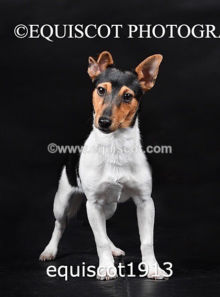 equiscot1913 - MARIS & CHIP