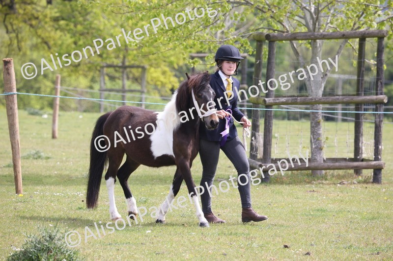 20260426-3284 - Class 27 - Coloured Horses and Ponies