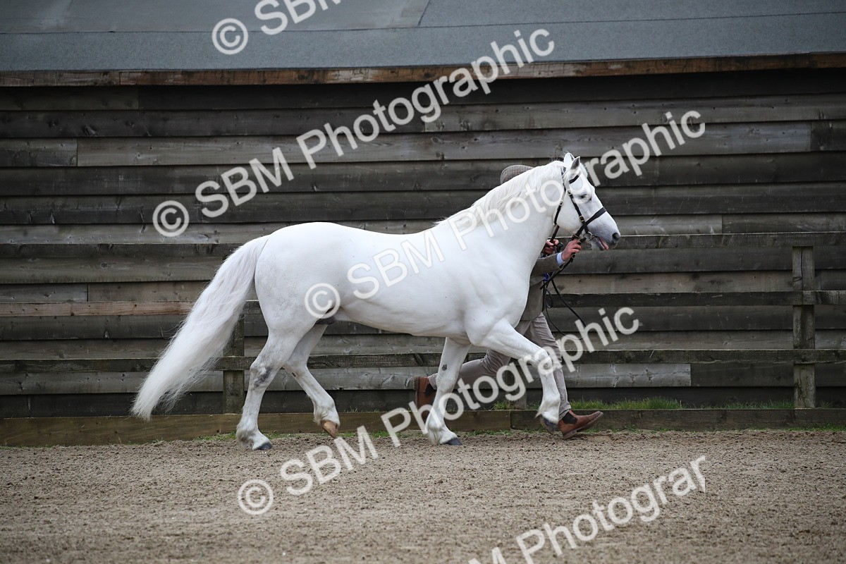SBM_004059 - Class 1-4 - Young Stock classes Inc. In Hand Championship