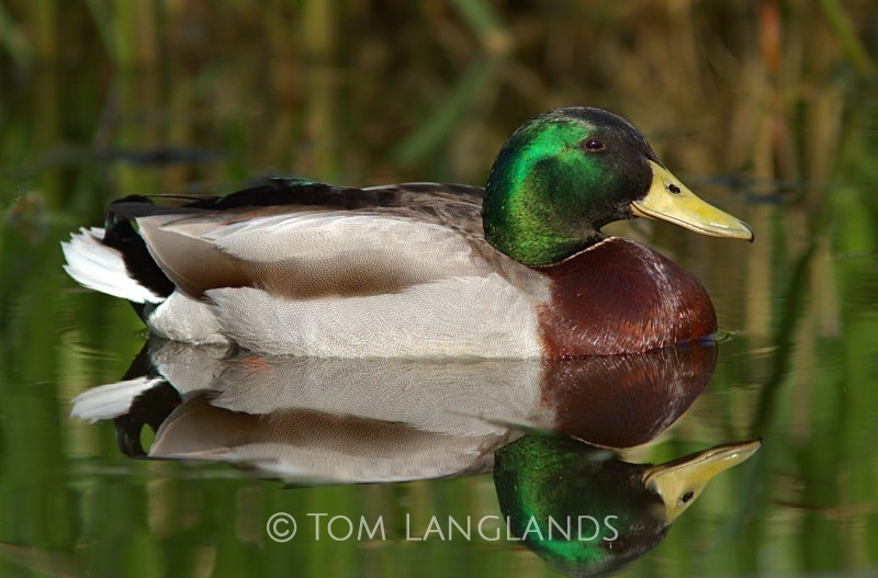 Mallard Duck - Wildfowl