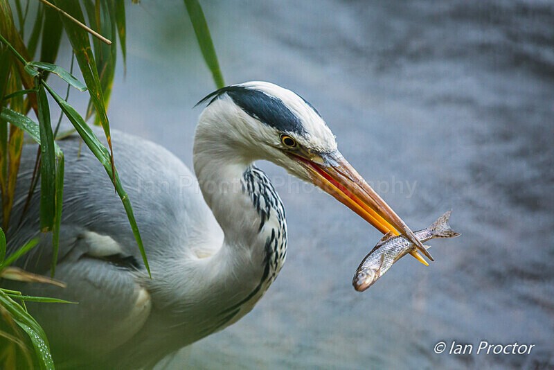 The Hungry Heron! - Nature