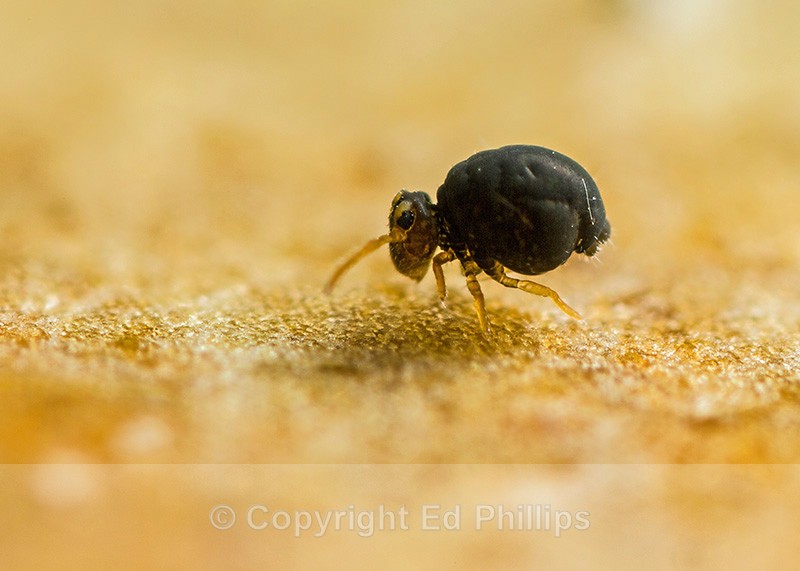 Sminthurinus igniceps - Sminthurinus igniceps
