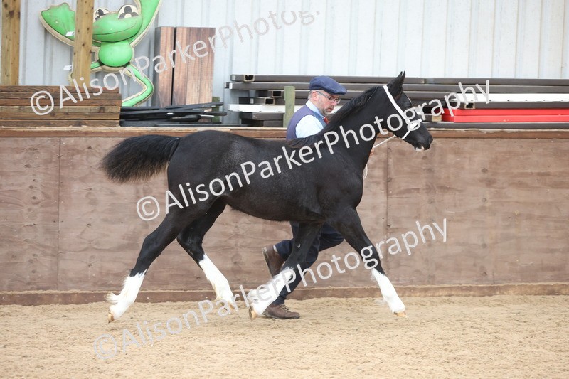 20251109-0785 - Class 24 - Foals