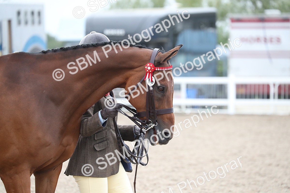 SBM_17864 - Class 317 IH Pure bred Horse/Pony