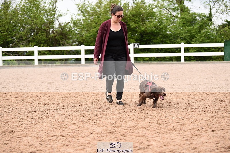 240518A-120928-01101 - Cls 3 Handsomest Dog